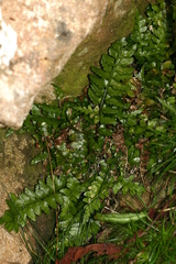 Asplenium marinum