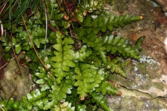 Asplenium marinum