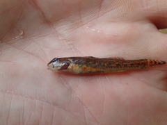 Etheostoma exile