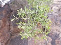 Condalia globosa pubescens