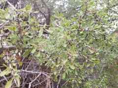 Condalia globosa pubescens