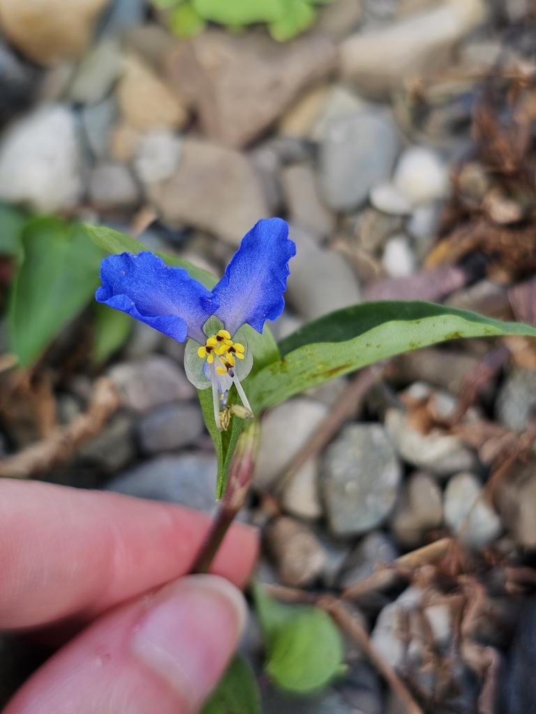 Asiatic dayflower from Buckingham Lake, Albany, NY, USA on August 26 ...