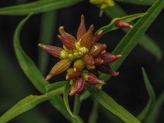 Rhopalomyia fusiformae gall