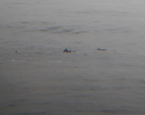Tamanend's Bottlenose Dolphin photographed in Maryland