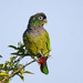 Scaly-headed Parrot - Photo (c) David Rodriguez, some rights reserved (CC BY-NC), uploaded by David Rodriguez