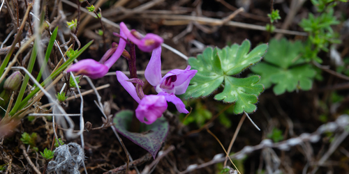 Ponerorchis limprichtii