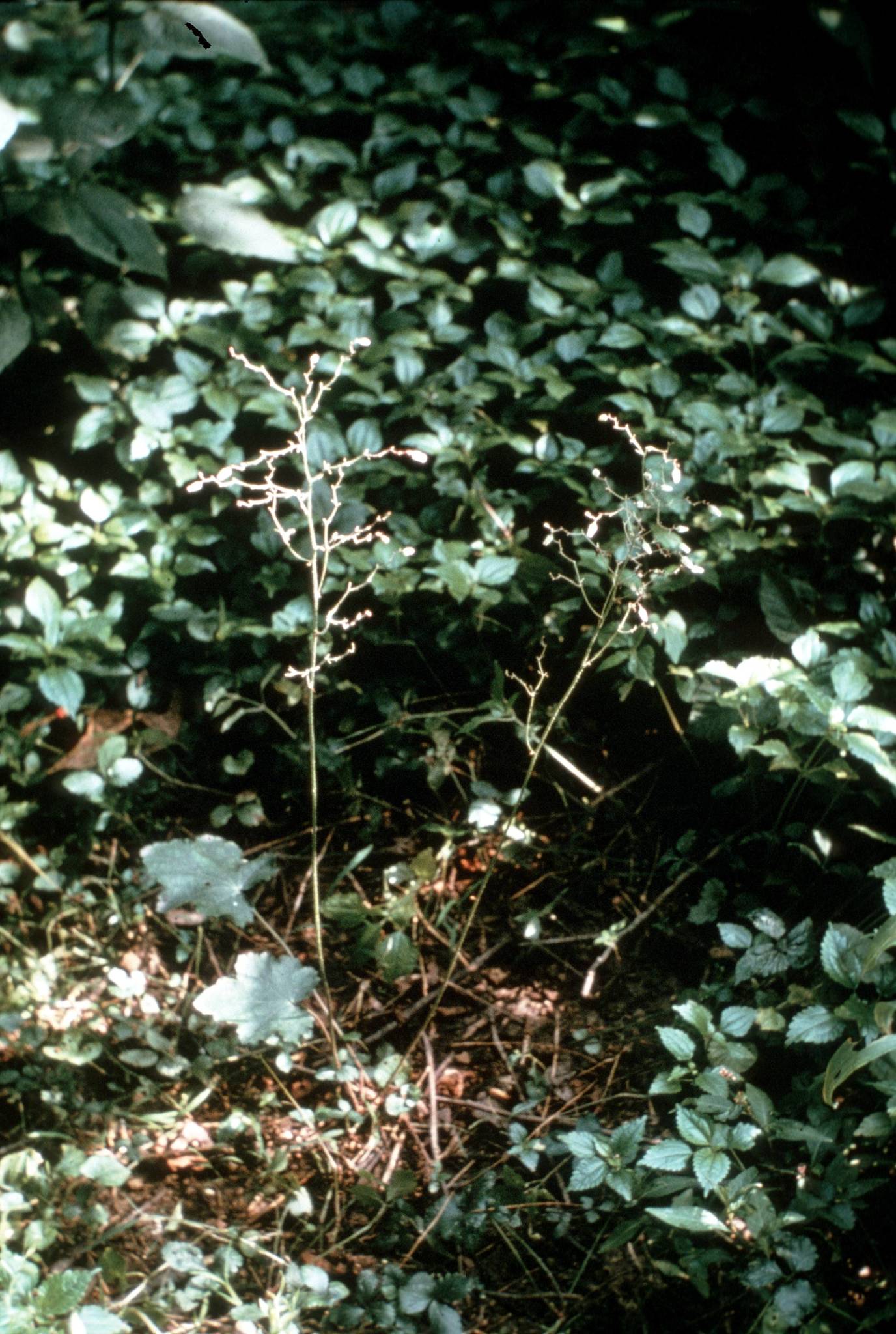 Heuchera longiflora