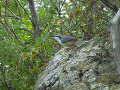 Sitta europaea amurensis