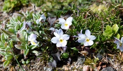 Viola arvensis