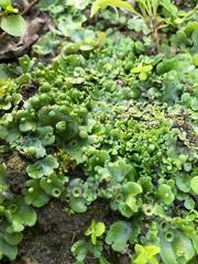 Marchantia polymorpha