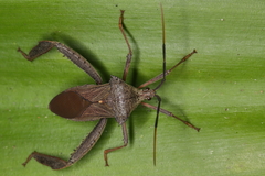 Acanthocephala heissi