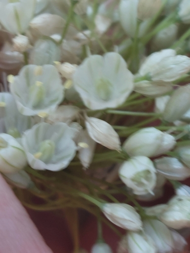 Image of Allium pallens by (c) Diego Rodríguez Hernández, some rights reserved (CC BY)