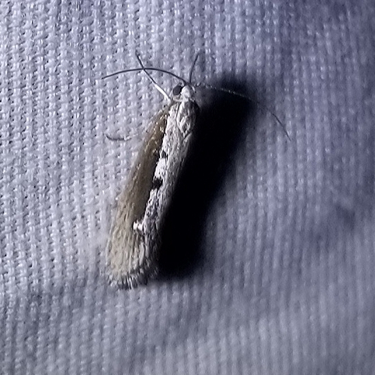 Mourning Ethmia