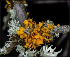 Teloschistes velifer