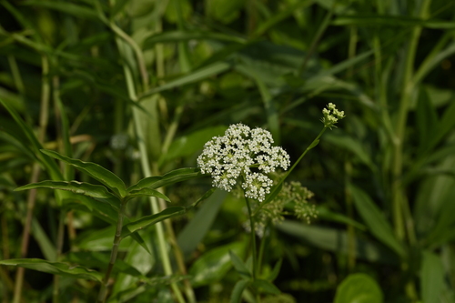 Hemlock waterparsnip (Sium suave)