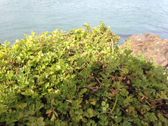 Apium prostratum filiforme