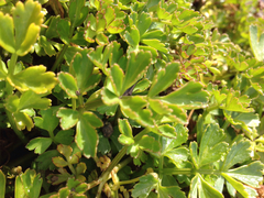 Apium prostratum filiforme