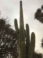 Pachycereus