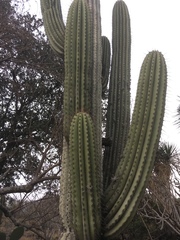 Pachycereus