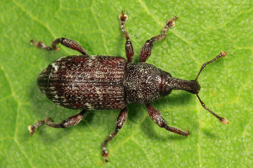 Hylobius congener Dalla Torre & Schenkling, 1932