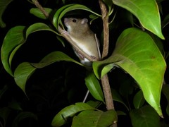 Melomys burtoni