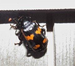 Nicrophorus sayi