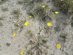 Launaea mucronata