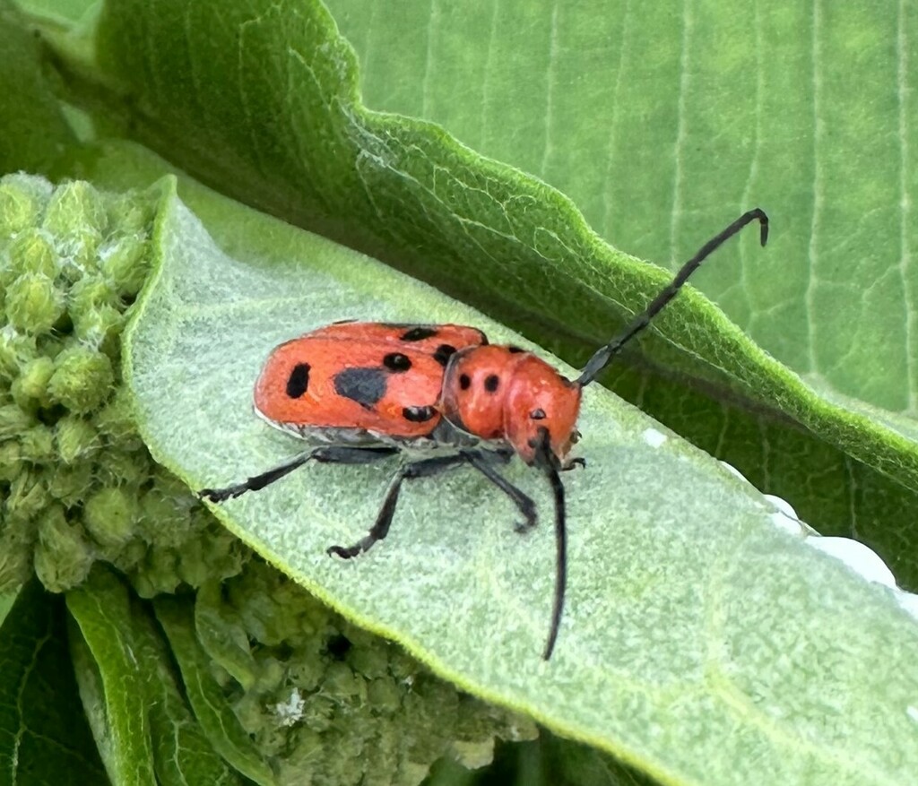 Red Milkweed Beetle from Alabama Forever Wild Henshaw Cove Tract ...
