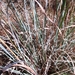 Purple Bluestem - Photo (c) Will McFarland, some rights reserved (CC BY), uploaded by Will McFarland