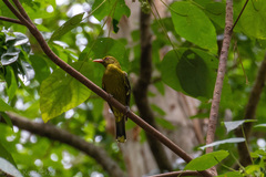 Oriolus flavocinctus