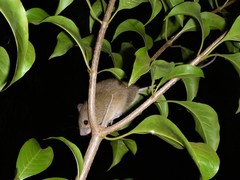 Melomys burtoni