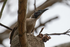 Philemon buceroides