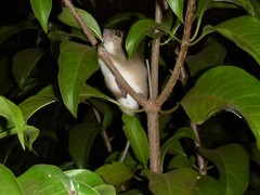 Melomys burtoni