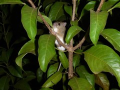 Melomys burtoni