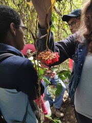 Alstroemeriaceae