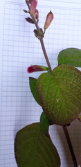 Salvia quitensis