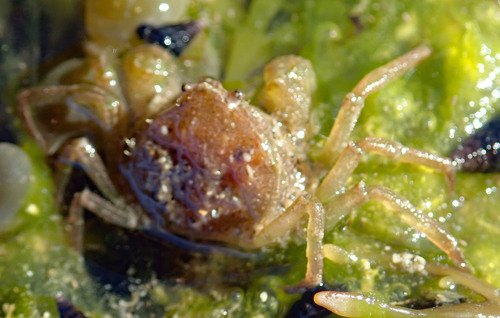 Halicarcinus varius