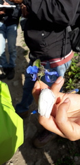 Salvia transsylvanica