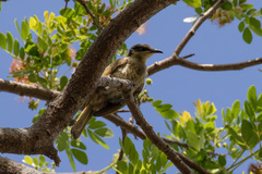 Gavicalis versicolor