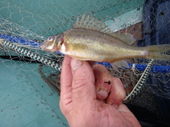 Gymnocephalus cernua