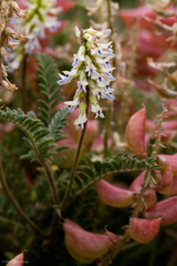Astragalus nuttallii