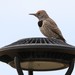 Northern × Gilded Flicker - Photo (c) Andy Bridges, some rights reserved (CC BY-NC), uploaded by Andy Bridges