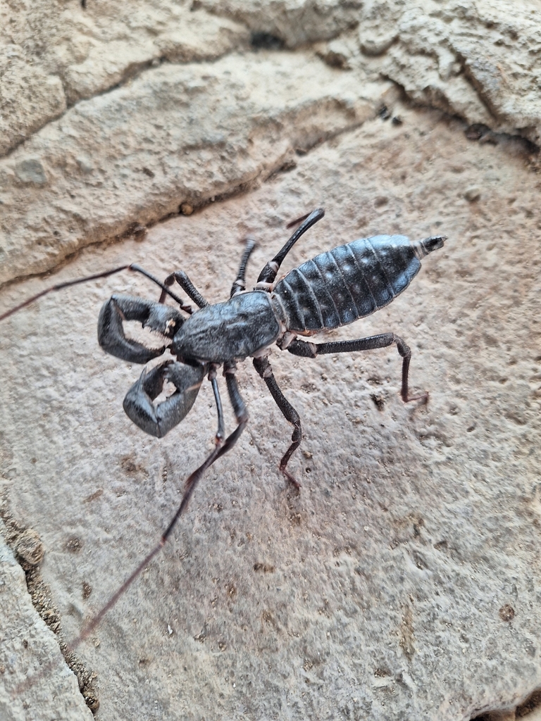 Giant Vinegaroon from Presidio, TX 79845, USA on August 26, 2023 at 11