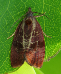 Evora hemidesma