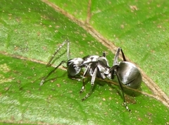 Polyrhachis schlueteri