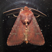 Maroonwing Moth - Photo (c) Maya, some rights reserved (CC BY-NC), uploaded by Maya