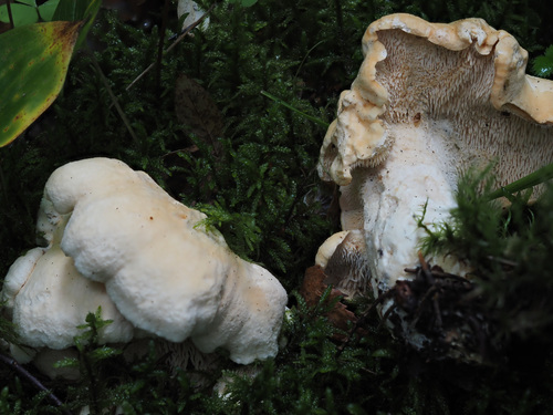 Hydnum repandum — no rights reserved
