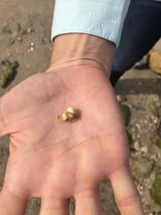 Clibanarius tricolor