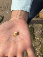 Clibanarius tricolor