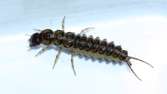 Nebria